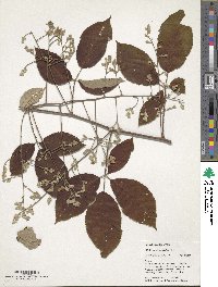 Rubus boliviensis image