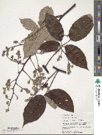 Rubus boliviensis image