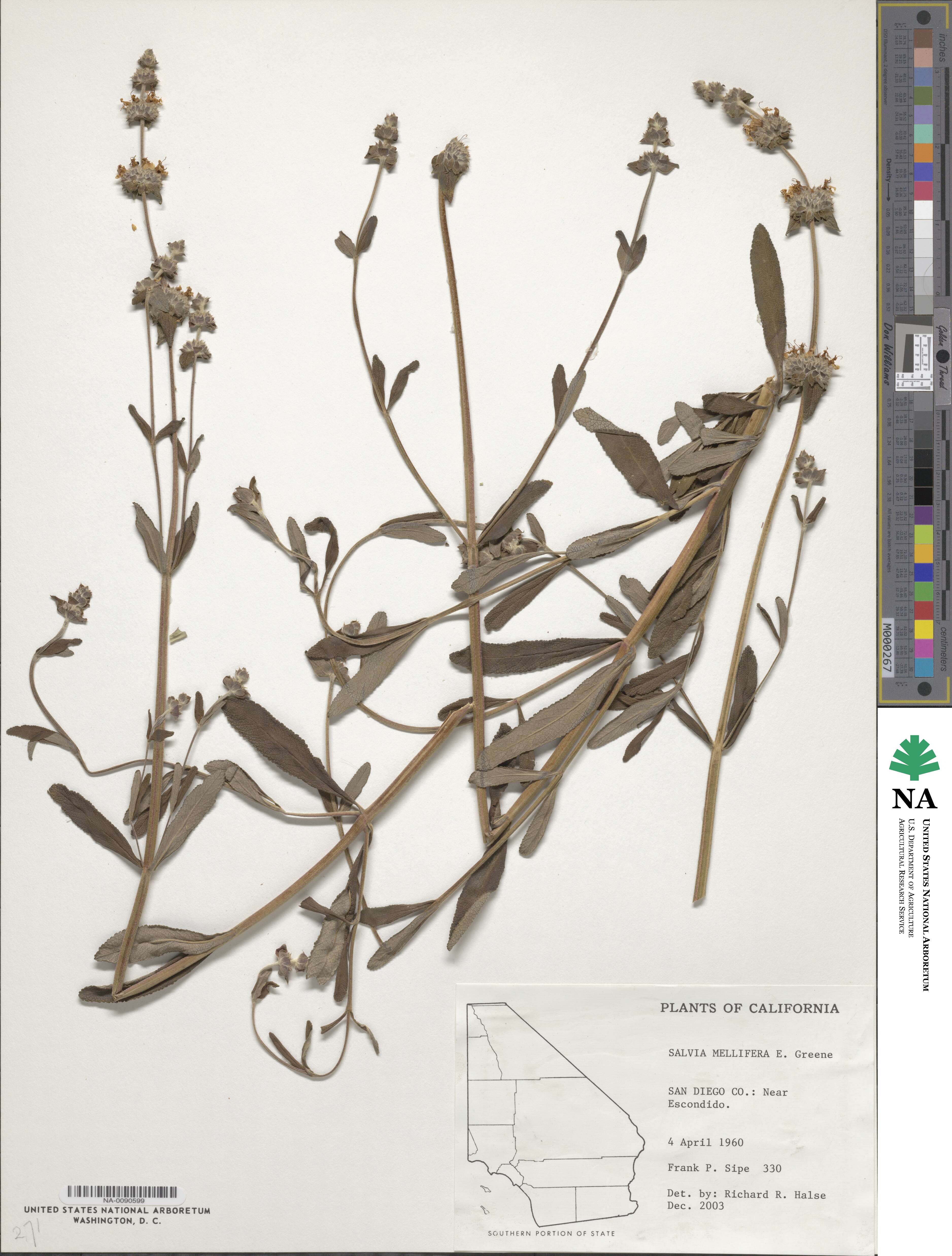 Salvia image
