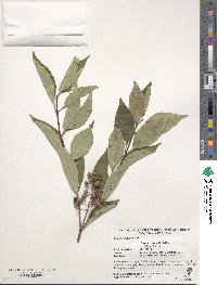 Cornus racemosa image