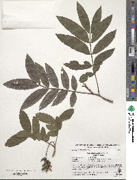 Pterocarya stenoptera image