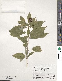 Cornus sericea image