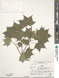 Acer pictum image