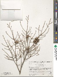 Tsuga canadensis image