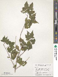 Acer tataricum subsp. ginnala image