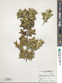 Ilex cornuta image