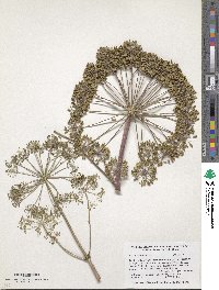 Angelica atropurpurea image