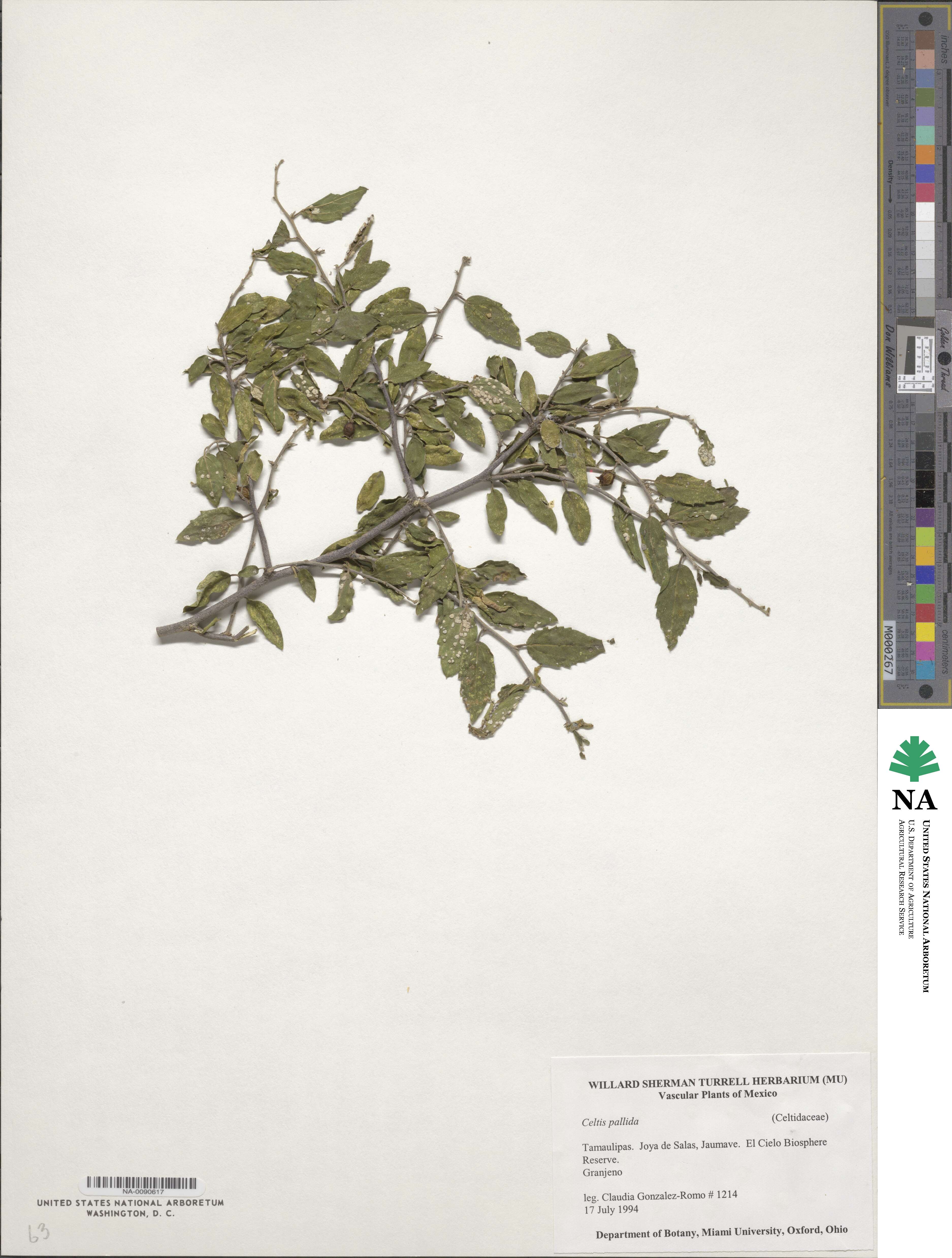 Celtis ehrenbergiana image
