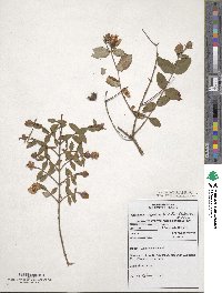 Hypericum forrestii image