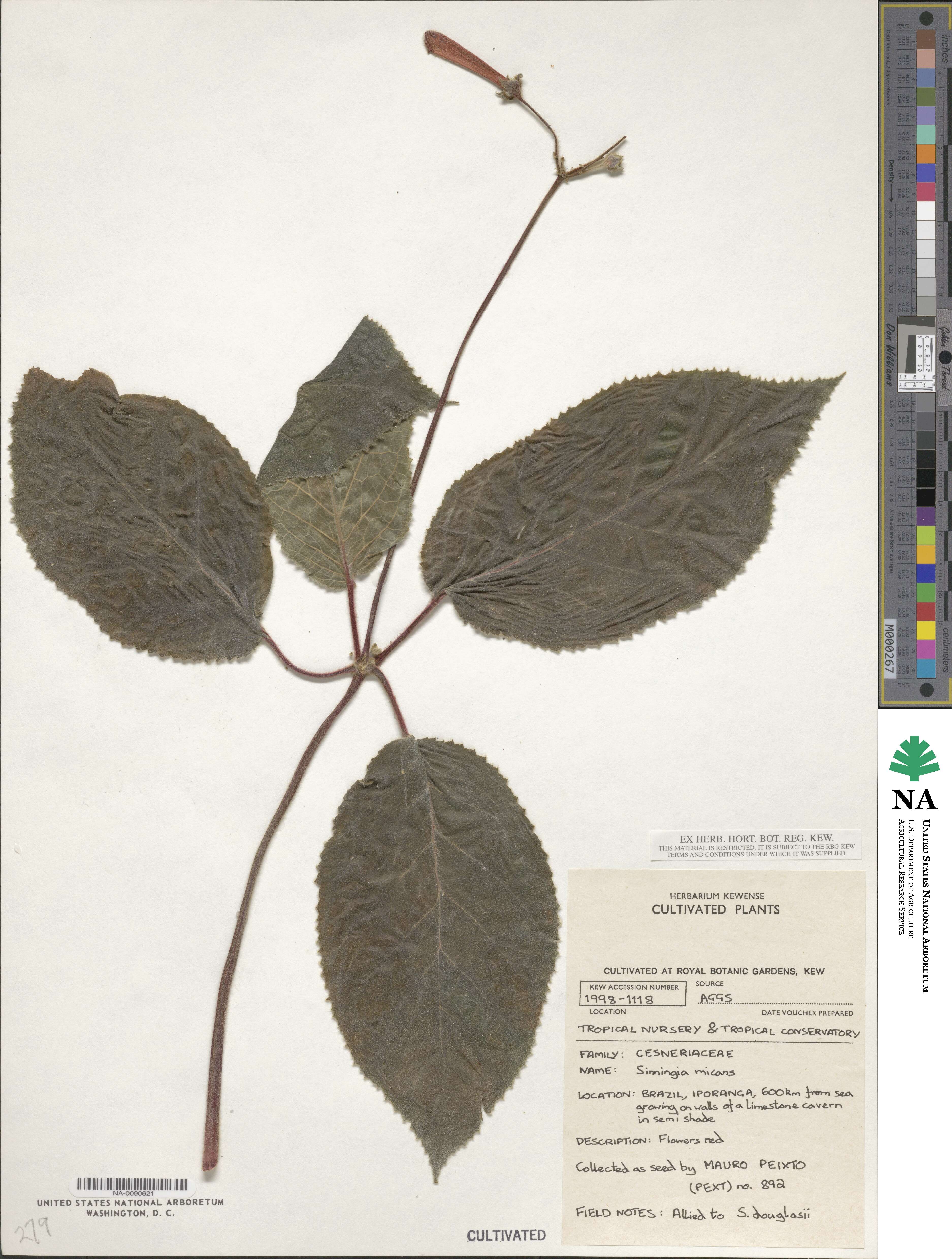 Sinningia micans image