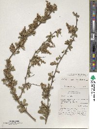 Berberis microphylla image