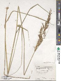 Sorghastrum nutans image