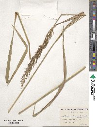 Sorghastrum nutans image