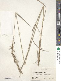 Sorghastrum nutans image