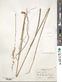 Sorghastrum nutans image