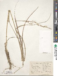 Sorghastrum nutans image