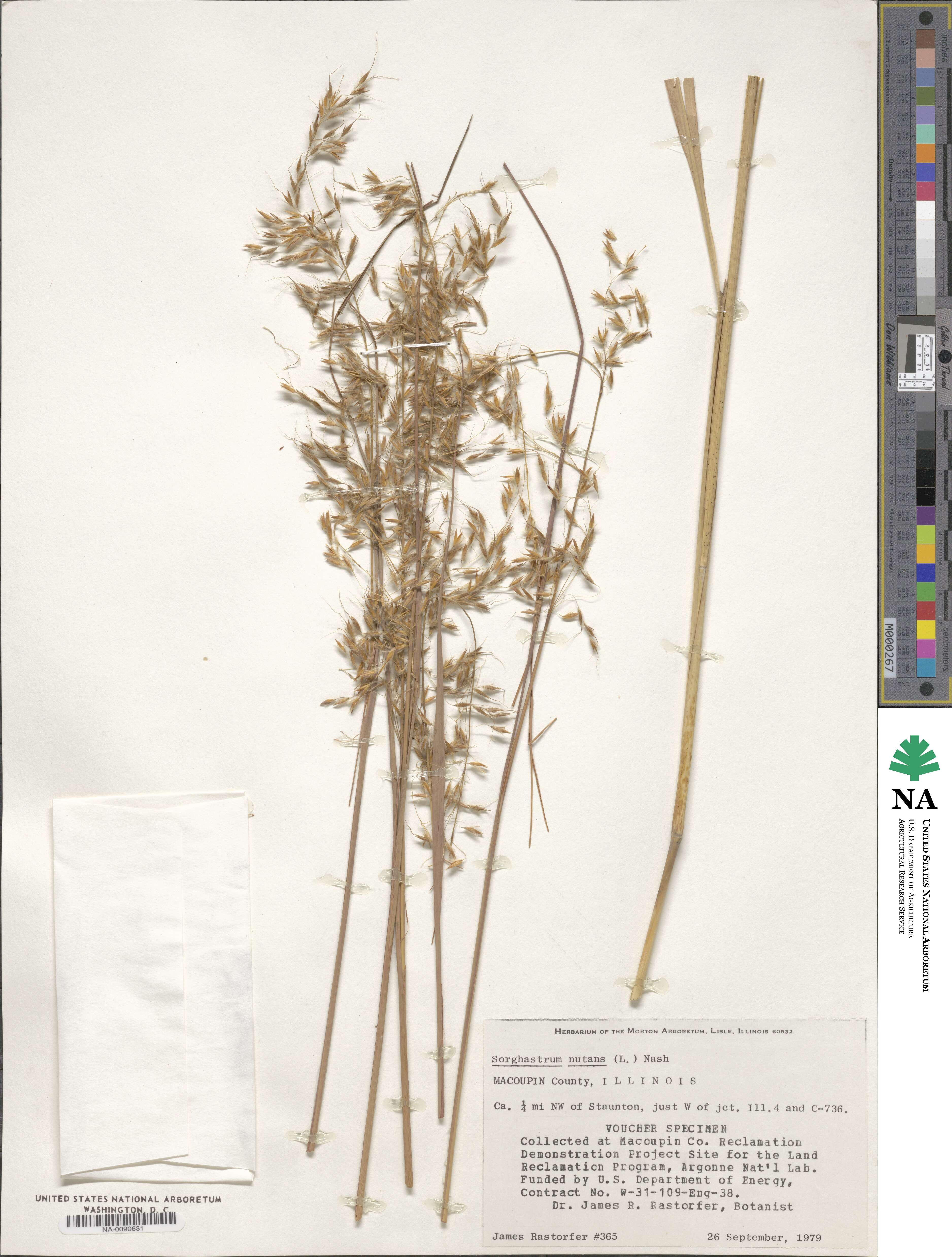 Sorghastrum nutans image