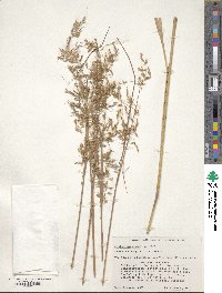 Sorghastrum nutans image