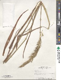 Sorghastrum nutans image