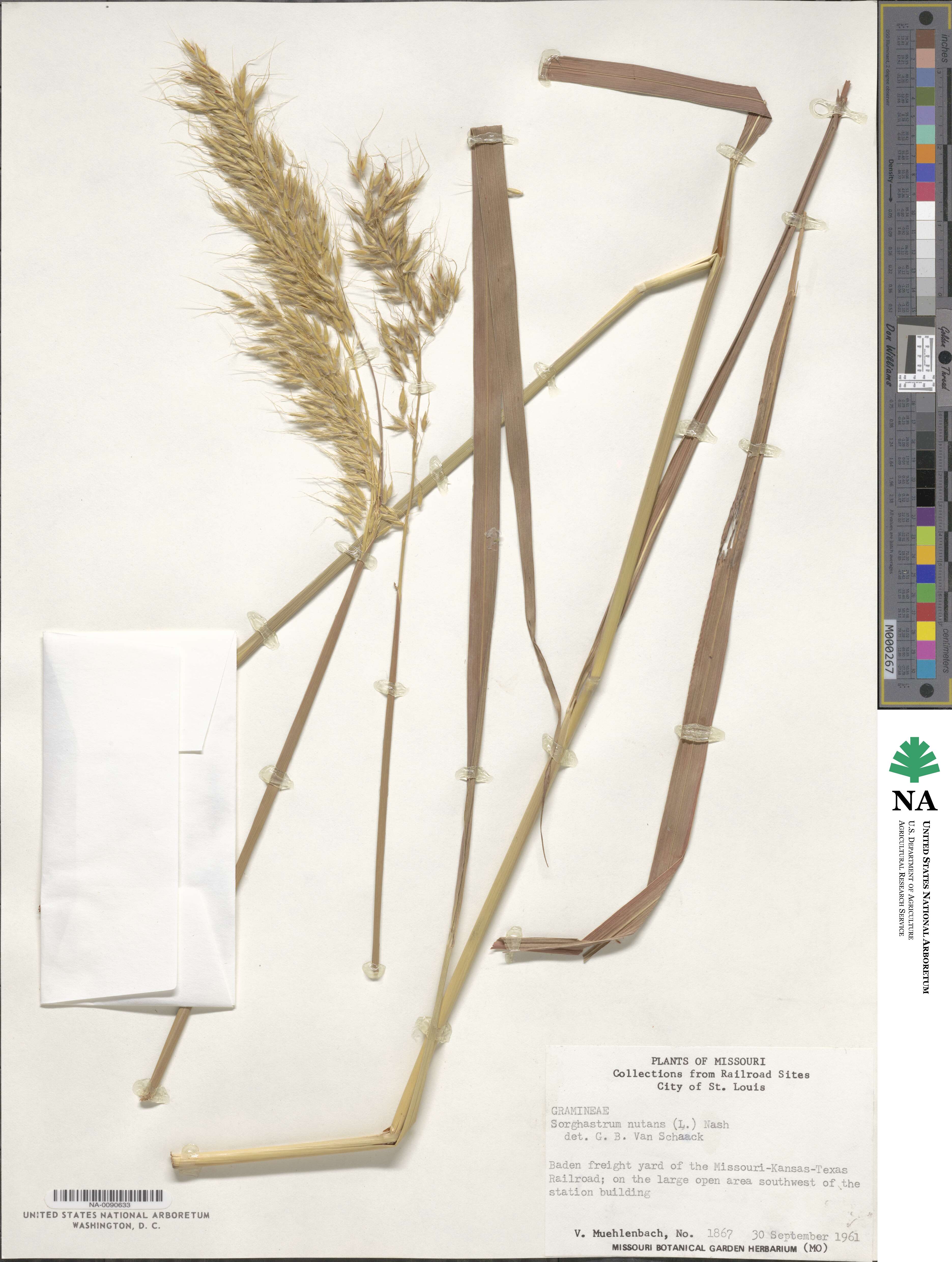 Sorghastrum nutans image