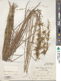 Sorghastrum secundum image