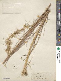 Sorghastrum secundum image