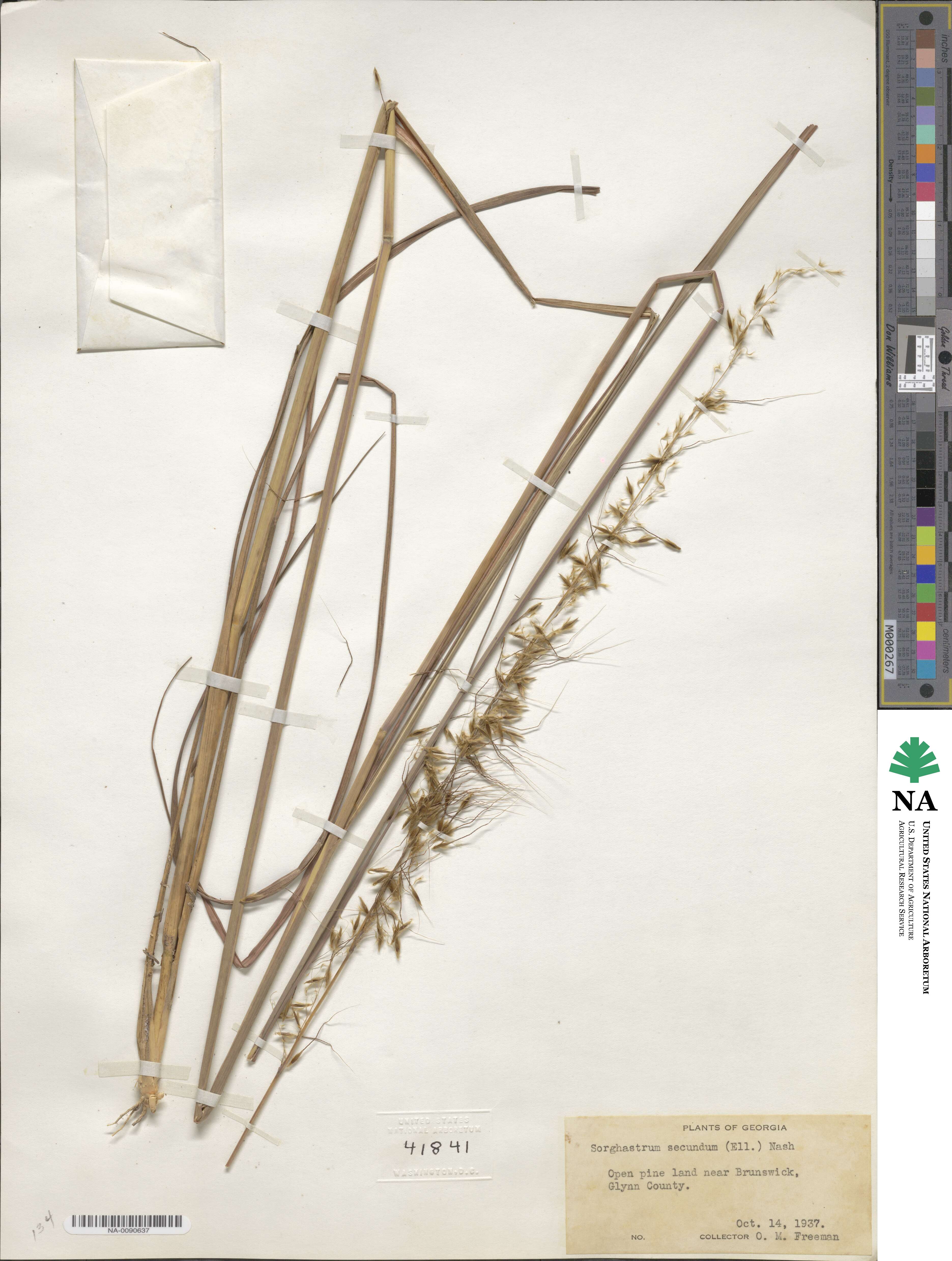 Sorghastrum secundum image