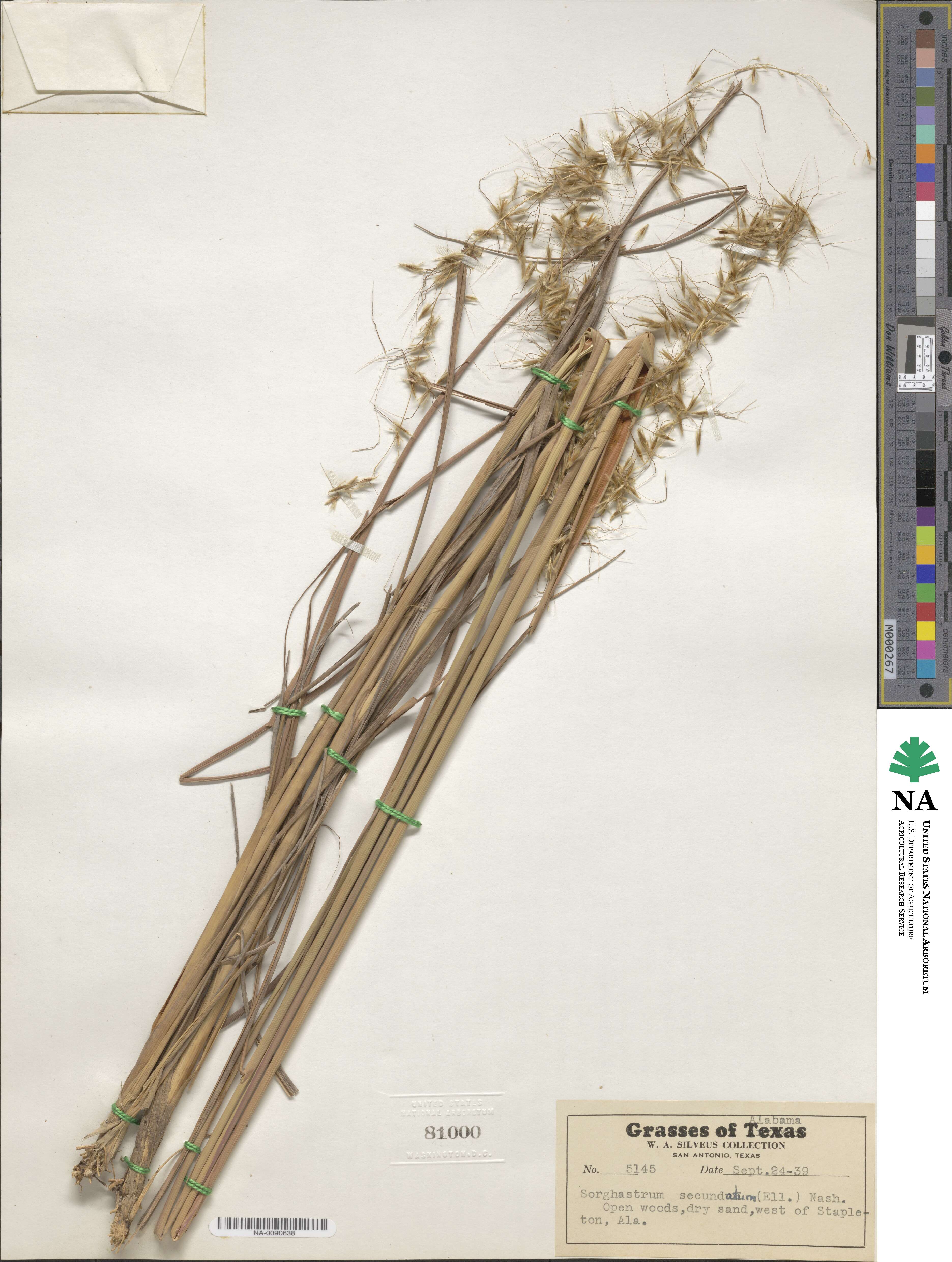 Sorghastrum secundum image