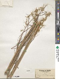 Sorghastrum secundum image