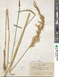 Sorghastrum nutans image