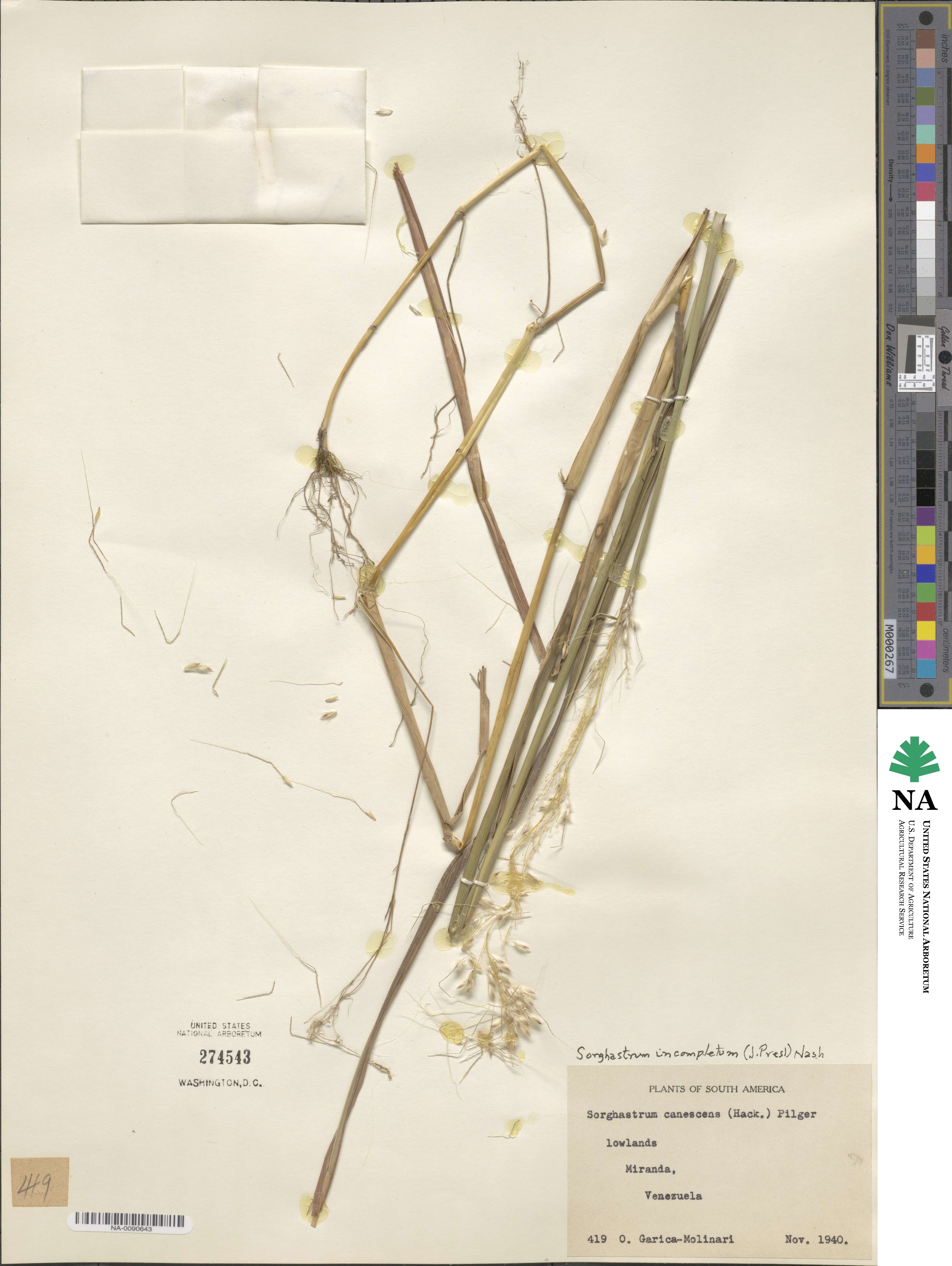 Sorghastrum incompletum image