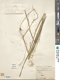 Sorghastrum incompletum image