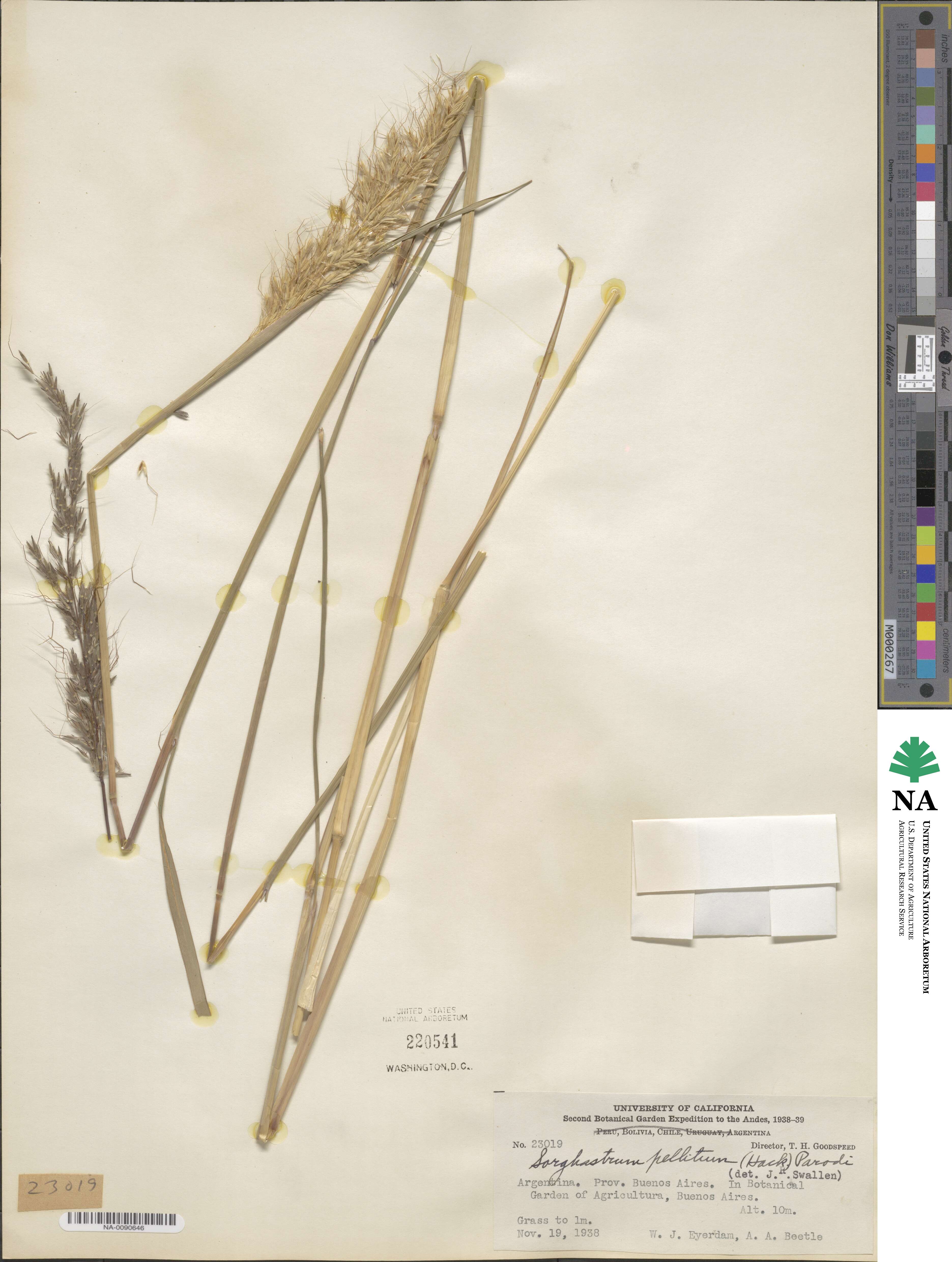 Sorghastrum pellitum image
