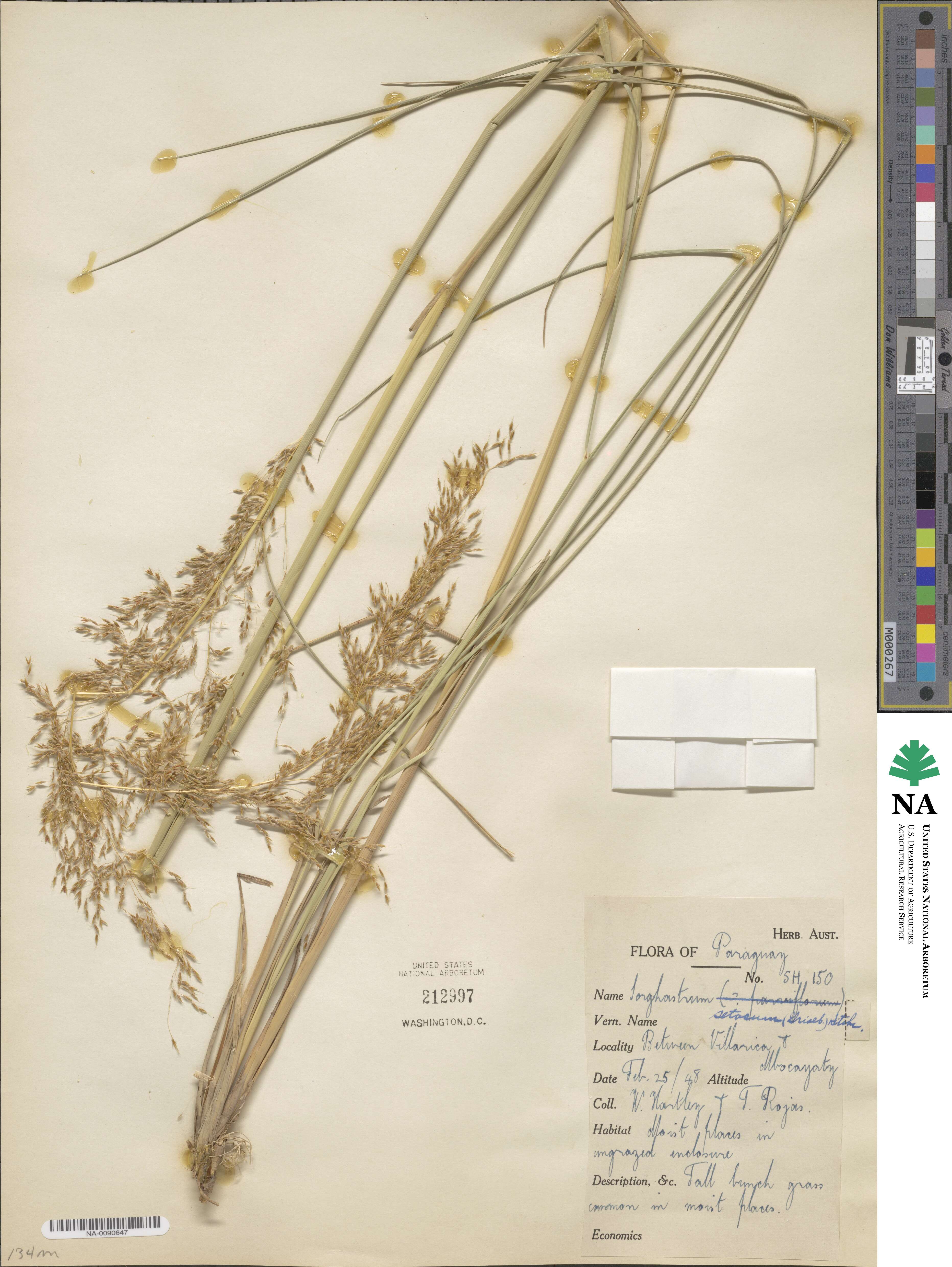 Sorghastrum setosum image