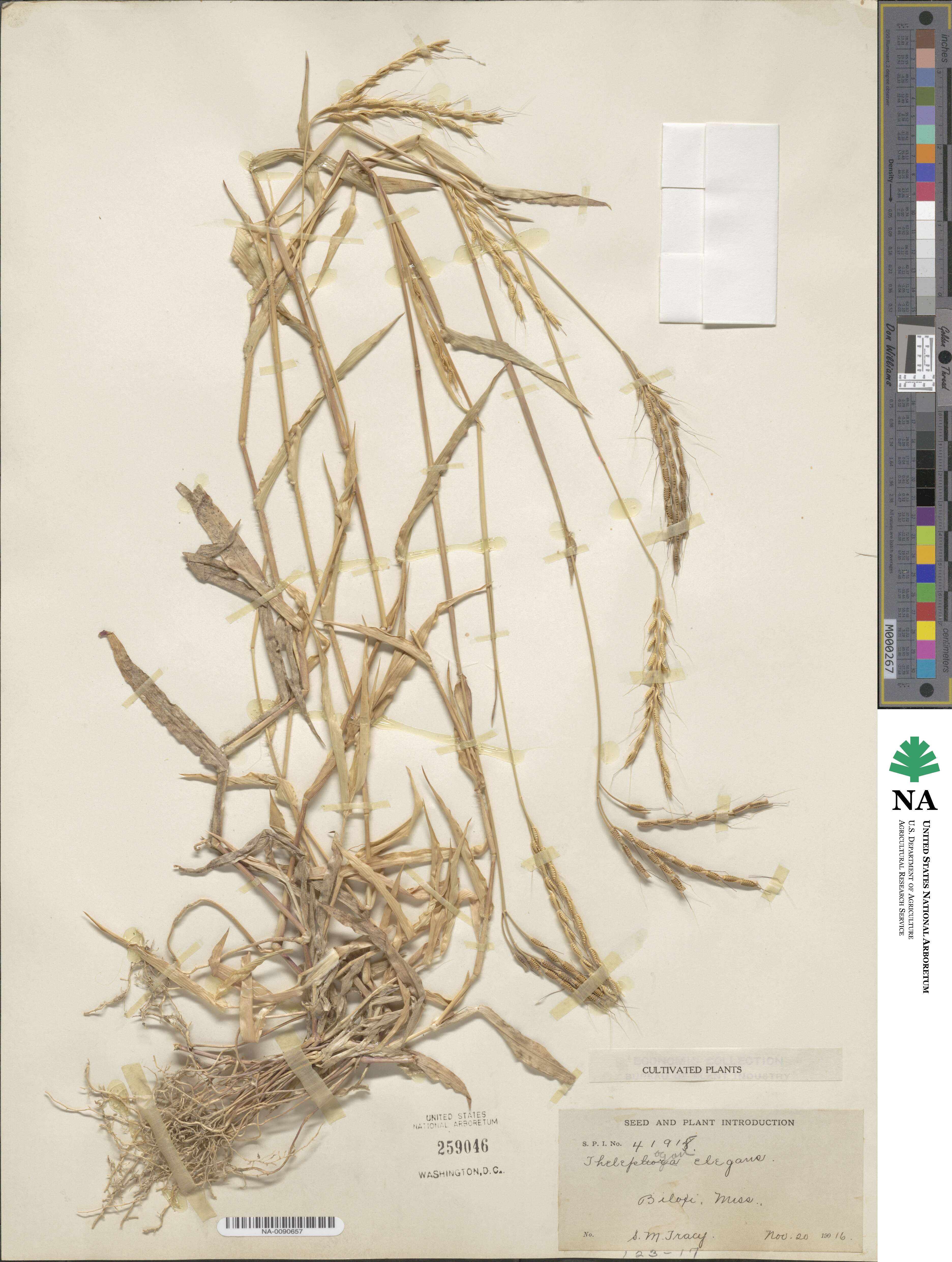 Thelepogon elegans image