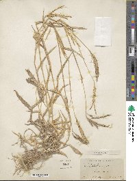 Image of Thelepogon elegans