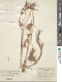 Image of Themeda quadrivalvis