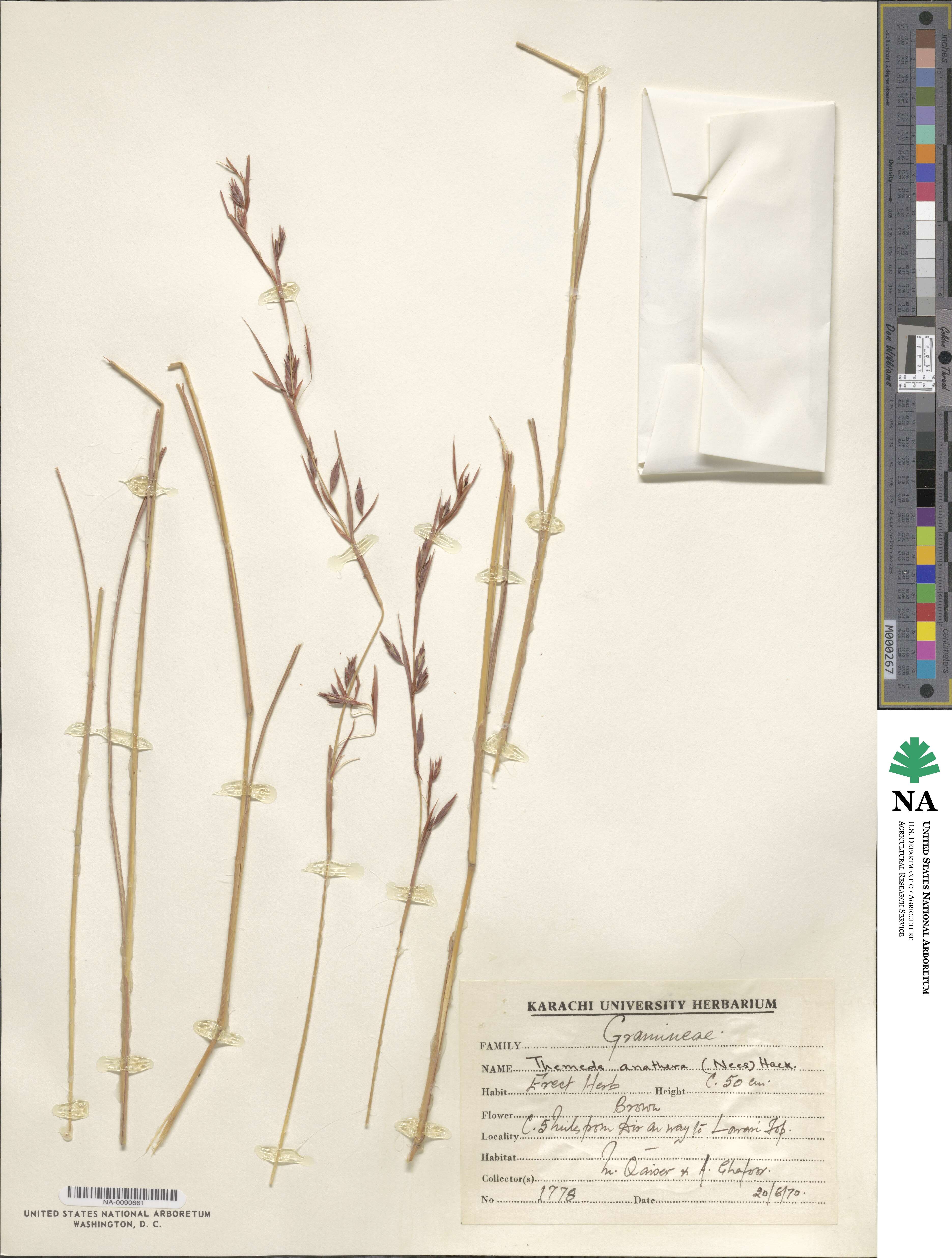 Themeda anathera image