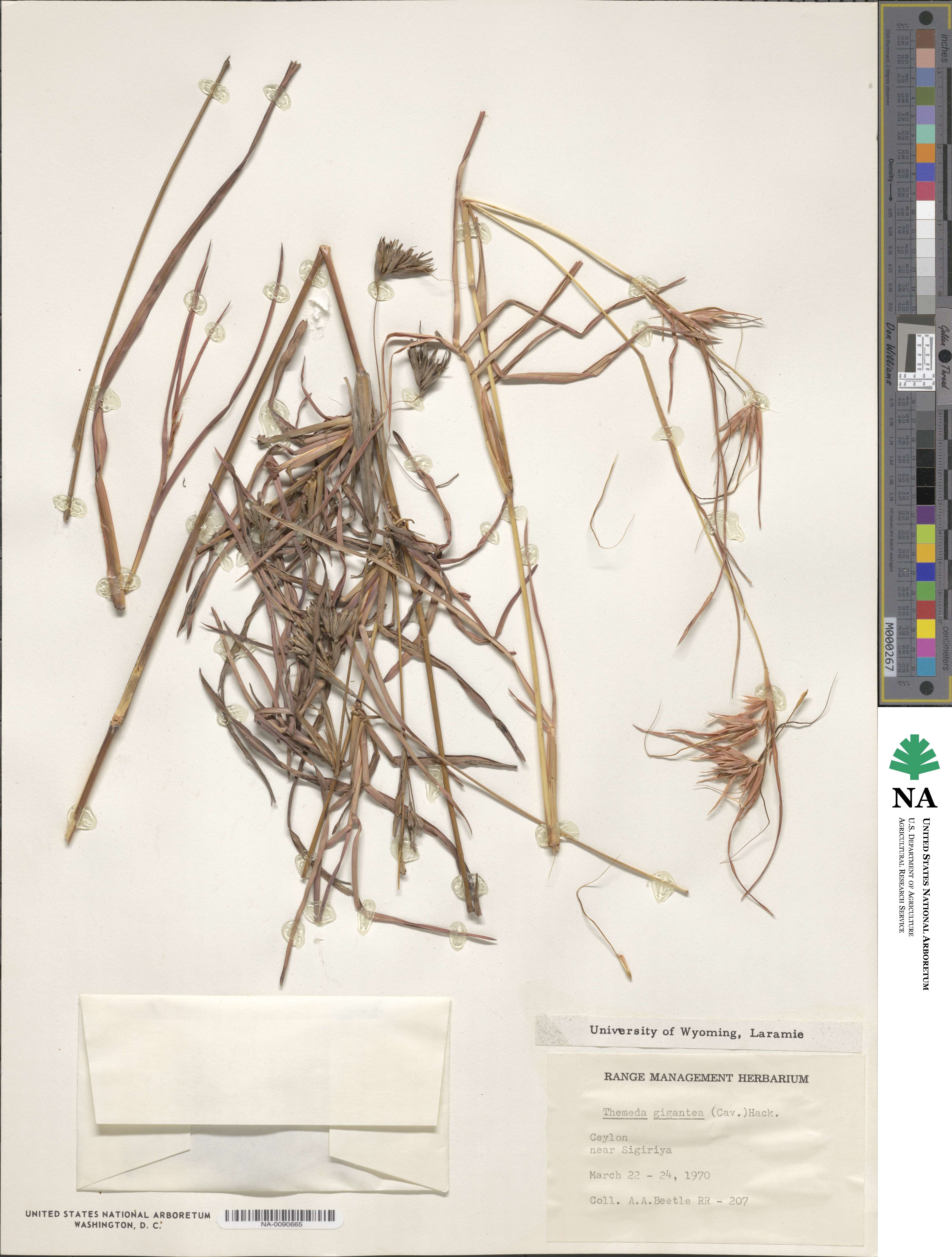 Themeda image