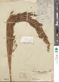 Themeda gigantea image