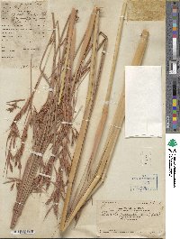 Themeda gigantea image