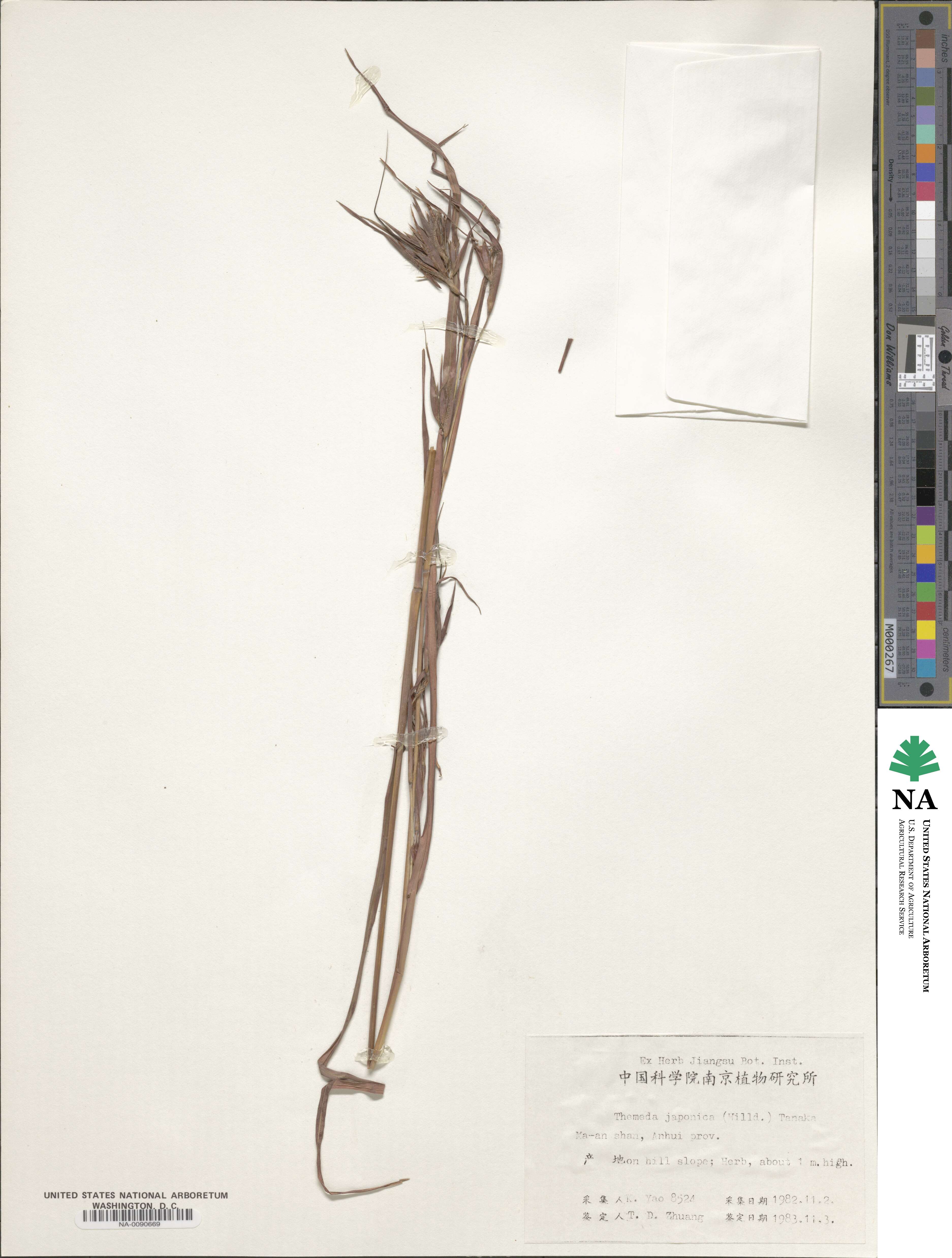 Themeda triandra image