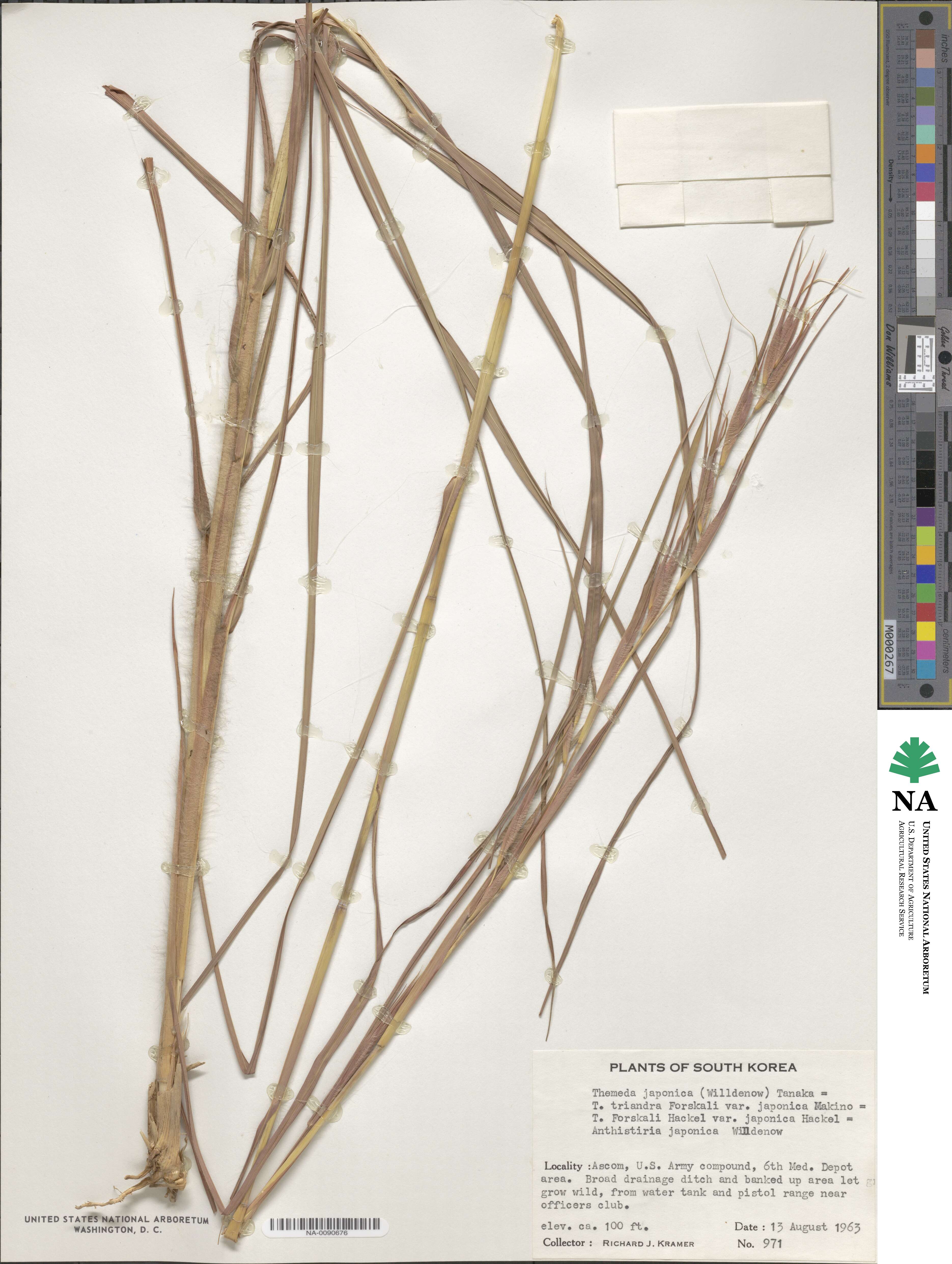 Themeda triandra image