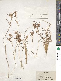 Themeda triandra image