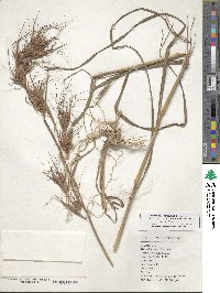 Themeda triandra image