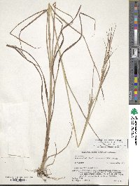 Themeda triandra image