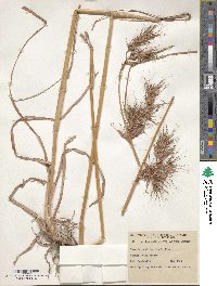 Themeda quadrivalvis image