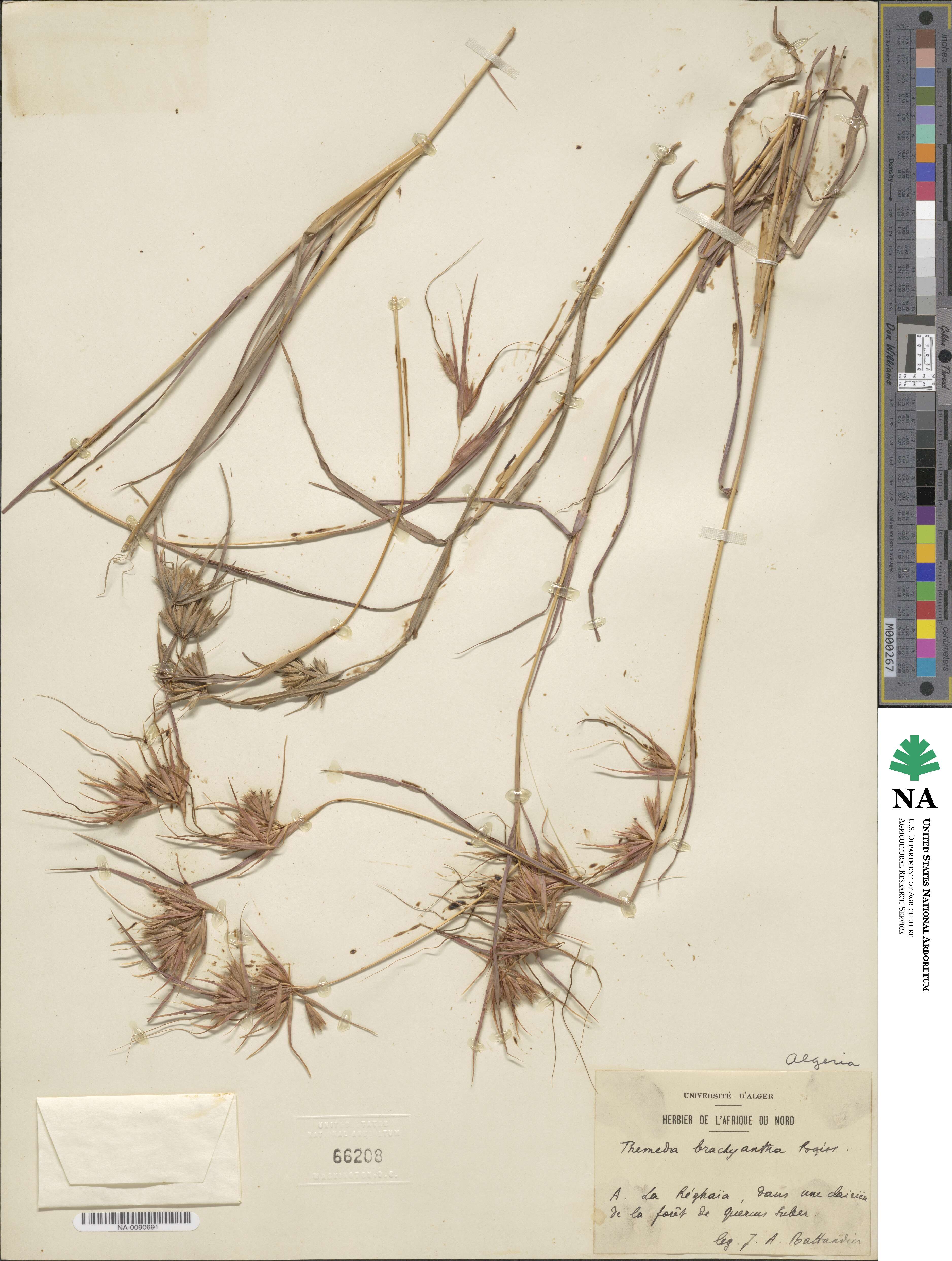 Themeda triandra image