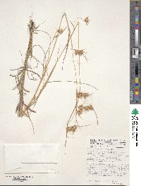 Themeda triandra image