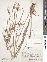 Themeda triandra image